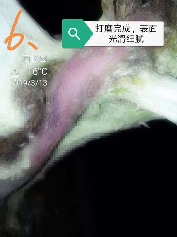 图解 柏树盆景的表皮怎么处理的方法