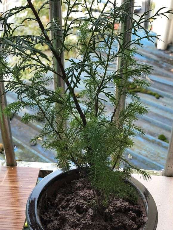 请问这是什么柏树下山桩 媳妇儿扯回来的