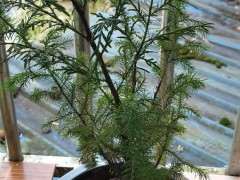 请问这是什么柏树下山桩 媳妇儿扯回来的