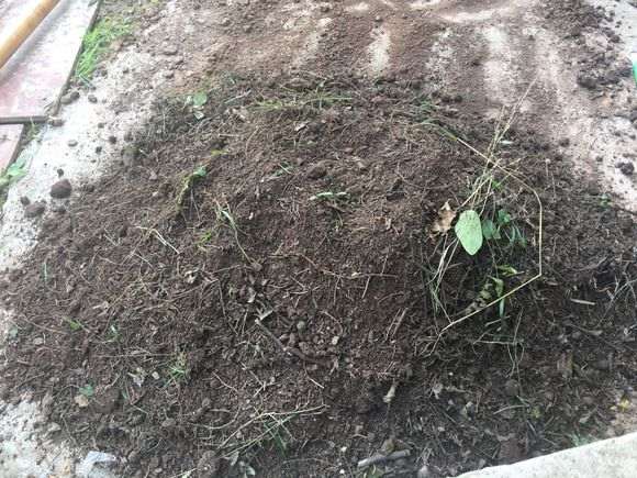 柏树下山桩用烂树叶肥 可以吗 图片