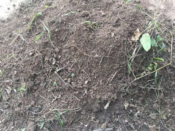 柏树下山桩用烂树叶肥 可以吗 图片