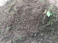 柏树下山桩用烂树叶肥 可以吗 图片