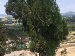 山上1.5米的柏树下山桩 挖 还是不挖 图片