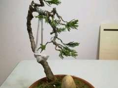 今天修剪的柏树下山桩 可以吗 图片