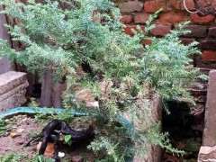 柏树下山桩的枝叶发黄 怎么办 图片