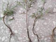 从山上挖的小柏树下山桩 能活不 图片