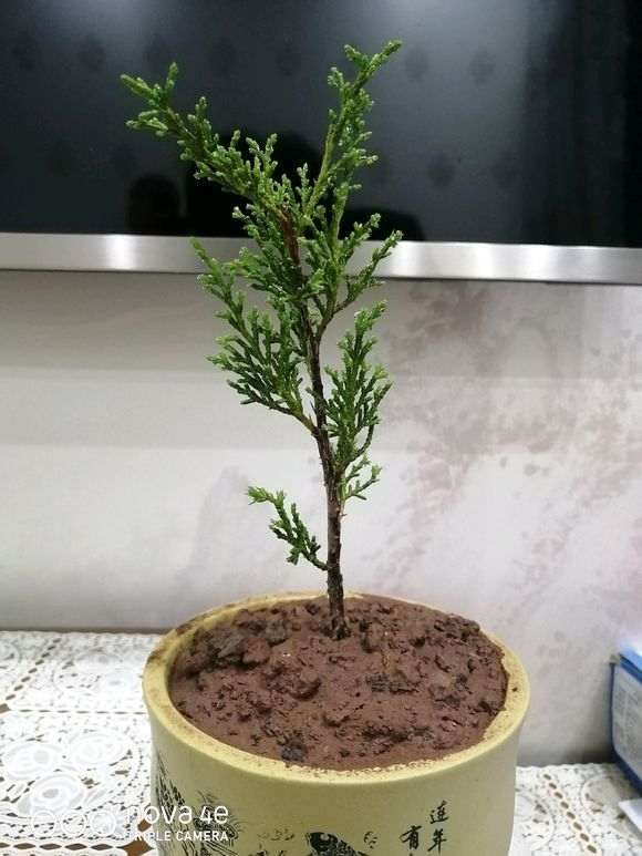 这是一颗什么品种的柏树下山桩 图片