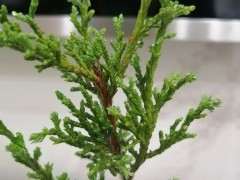 这是一颗什么品种的柏树下山桩 图片