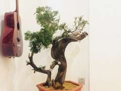 20厘米宽的柏树下山桩 树龄多少年 图片