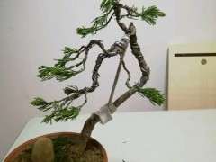 为什么柏树下山桩喜欢弱碱性土 图片