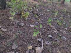 柏树下山桩的腐叶土 可以种月季 图片