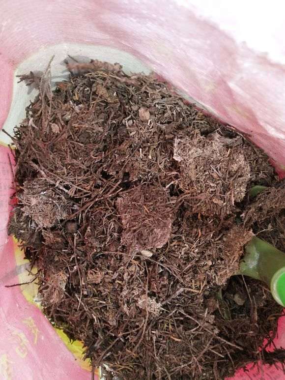 柏树下山桩的腐烂叶 能种月季吗 图片