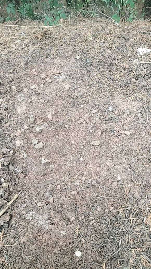柏树下山桩的腐烂叶 能种月季吗 图片