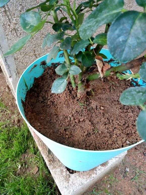 柏树下山桩的腐烂叶 能种月季吗 图片