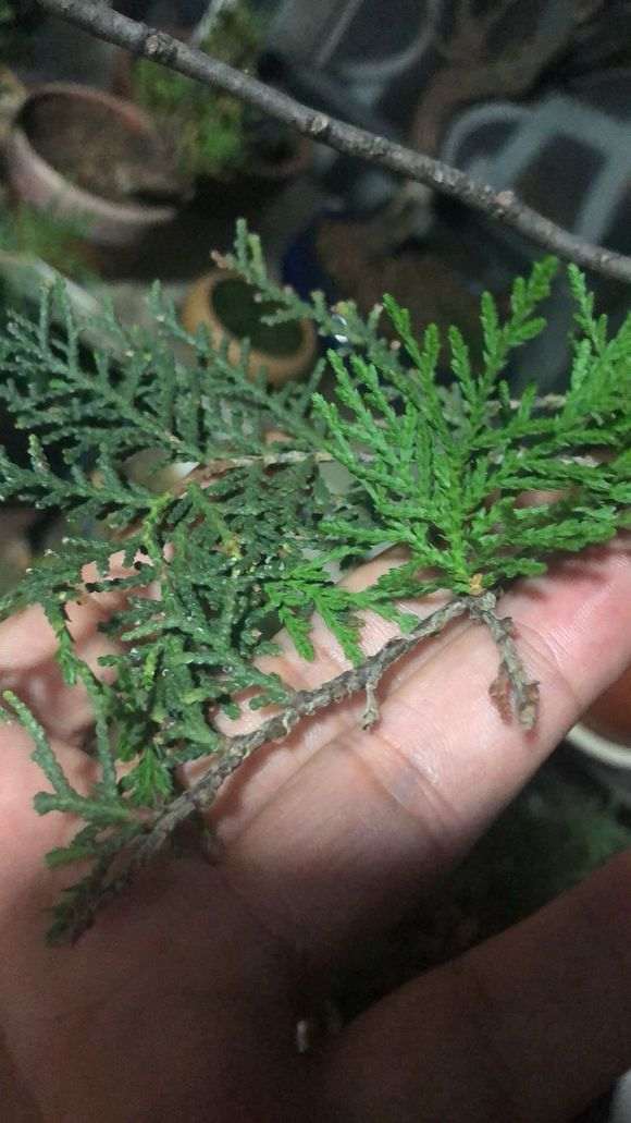 夏季种的柏树下山桩 可以成活吗 图片