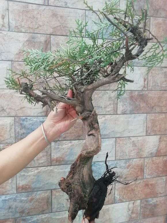 夏季种的柏树下山桩 可以成活吗 图片
