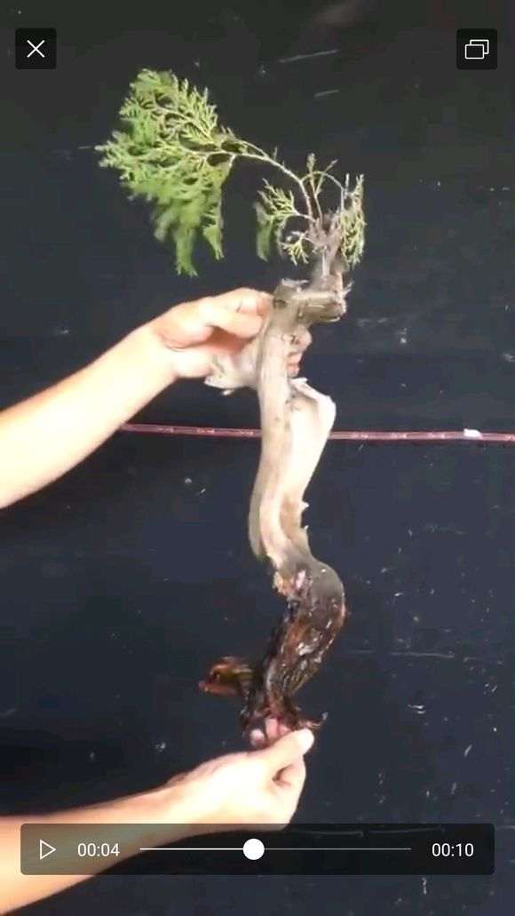 夏季种的柏树下山桩 可以成活吗 图片