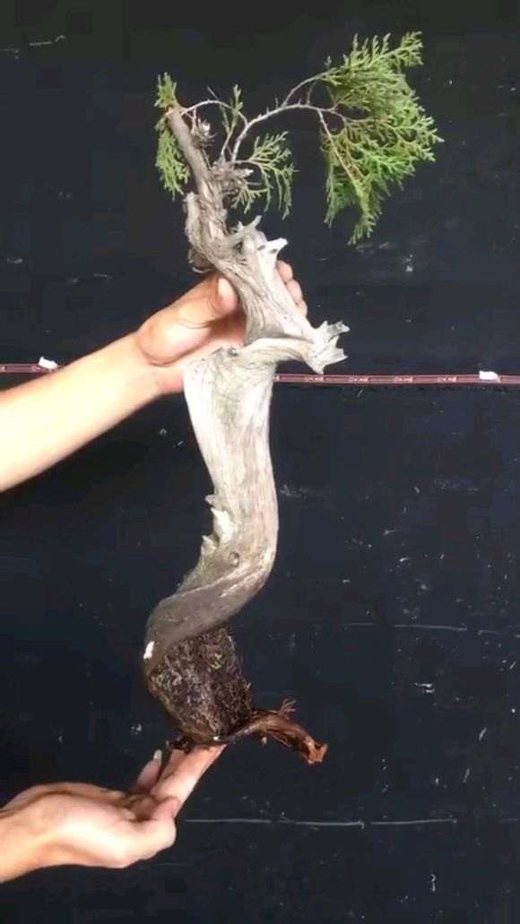 夏季种的柏树下山桩 可以成活吗 图片