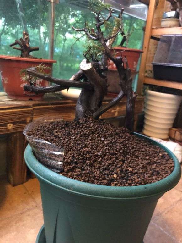 夏天真不易 我的柏树下山桩快死了 图片