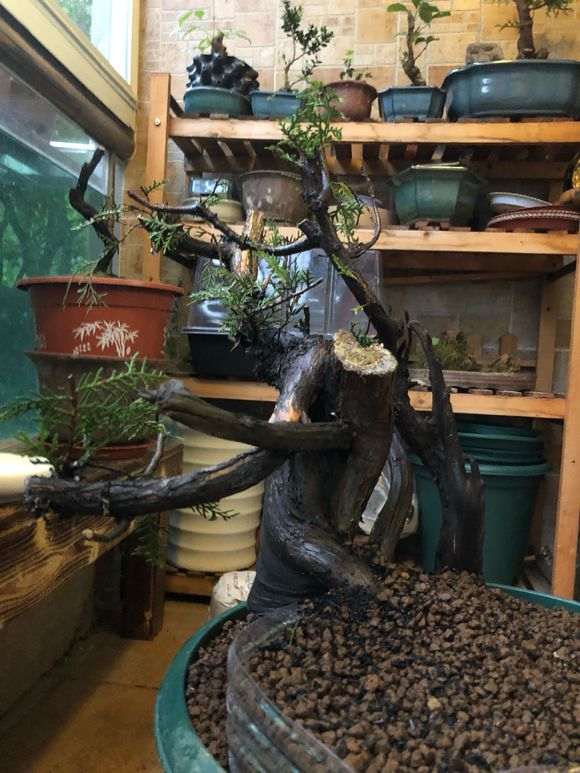 夏天真不易 我的柏树下山桩快死了 图片