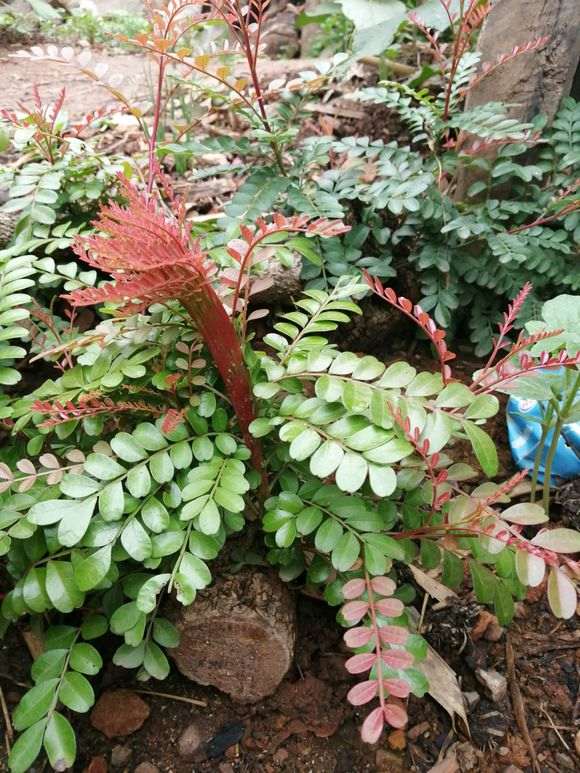 为什么这棵清香木下山桩长这样子 图片