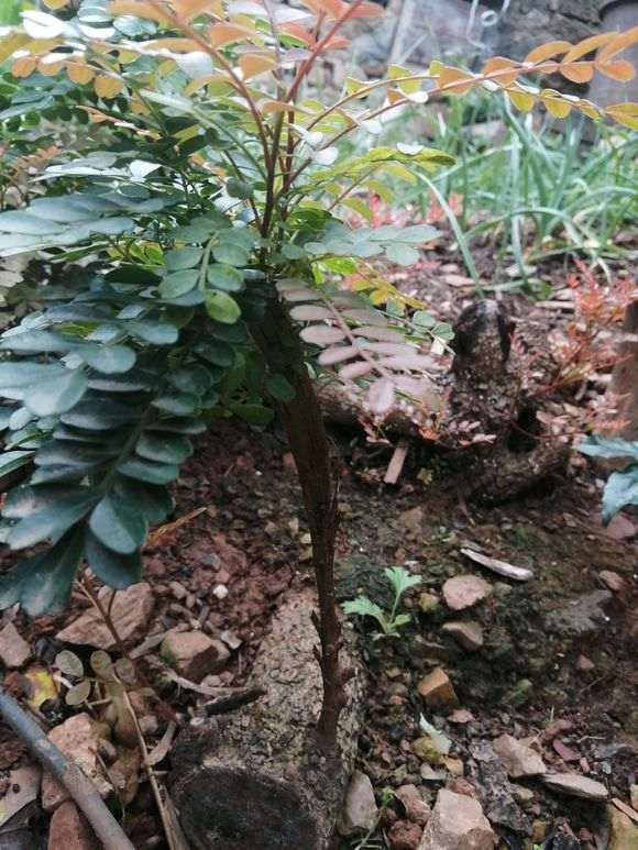 为什么这棵清香木下山桩长这样子 图片