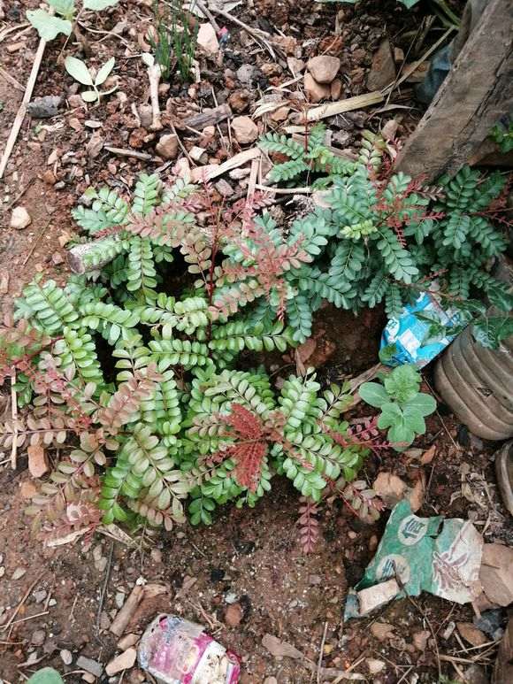 为什么这棵清香木下山桩长这样子 图片