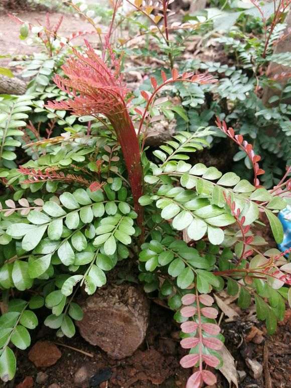 为什么这棵清香木下山桩长这样子 图片