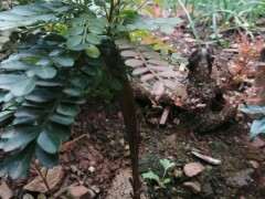 为什么这棵清香木下山桩长这样子 图片