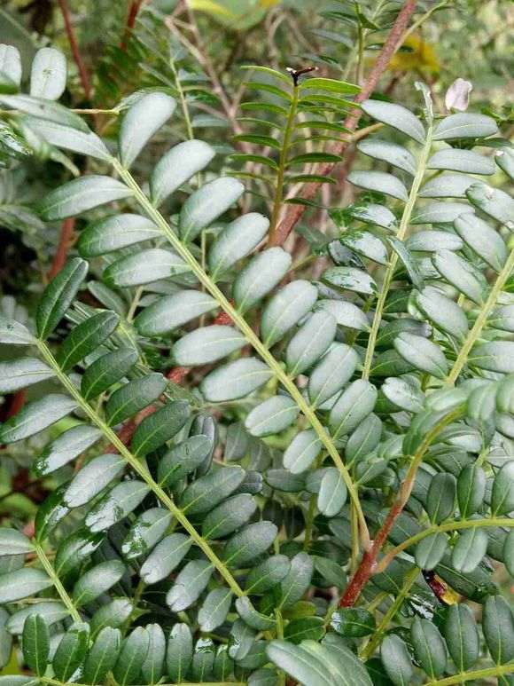 这是什么香木下山桩 叶子有香味 图片