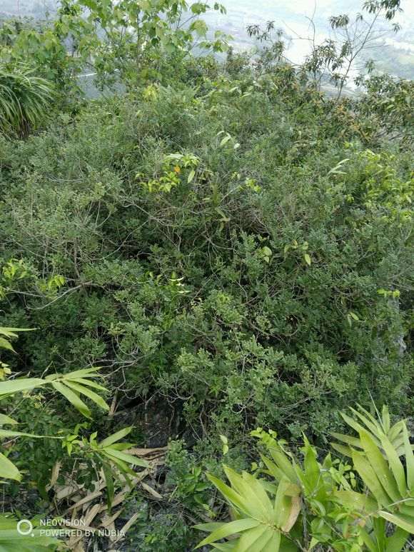 这是什么香木下山桩 叶子有香味 图片