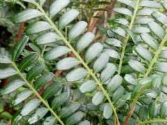 这是什么清香木下山桩 叶子有香味 图片