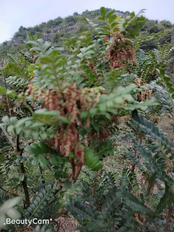 安徽地区能栽植清香木下山桩吗 图片