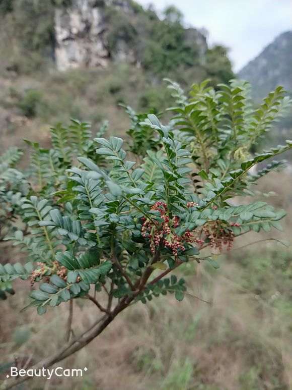 安徽地区能栽植清香木下山桩吗 图片