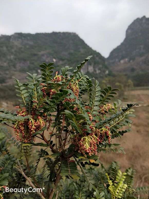 安徽地区能栽植清香木下山桩吗 图片