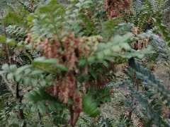 安徽地区能栽植清香木下山桩吗 图片