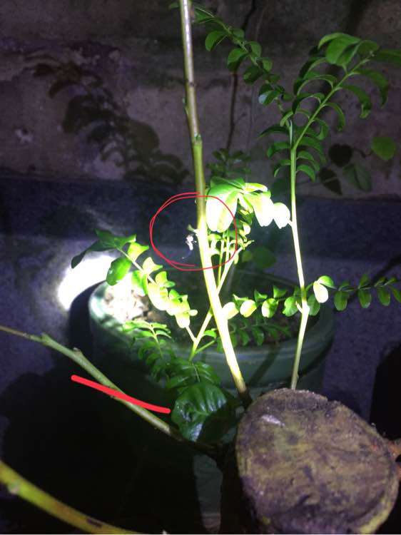 清香木下山桩可以驱逐蚊子吗 图片