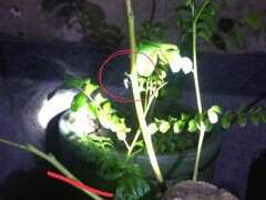 清香木下山桩可以驱逐蚊子吗 图片