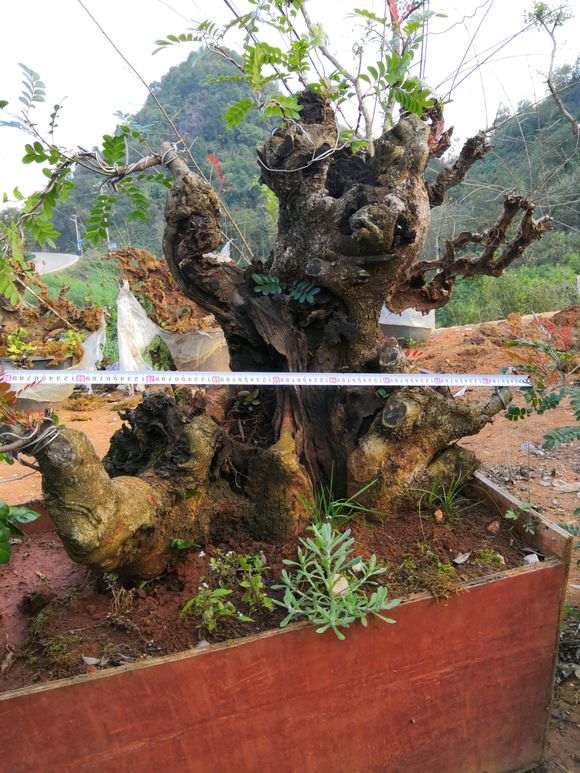 可以用黄泥巴种清香木下山桩吗 图片