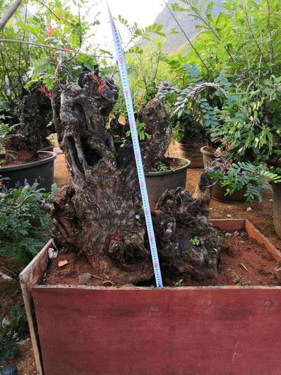 可以用黄泥巴种清香木下山桩吗 图片