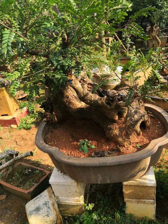 可以用黄泥巴种清香木下山桩吗 图片