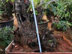 可以用黄泥巴种清香木下山桩吗 图片