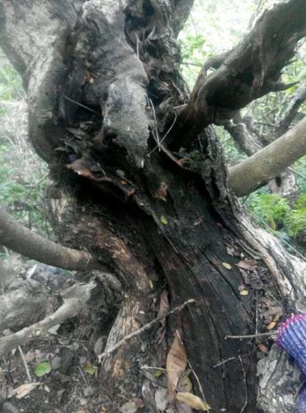 这棵清香木下山桩 有钱途吗 帮忙看看 图片