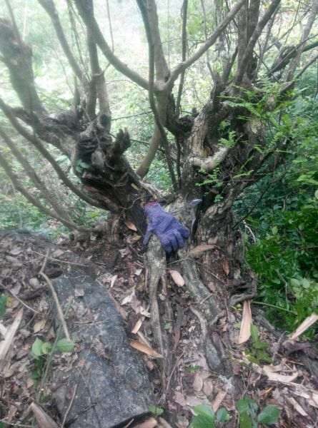 这棵清香木下山桩 有钱途吗 帮忙看看 图片