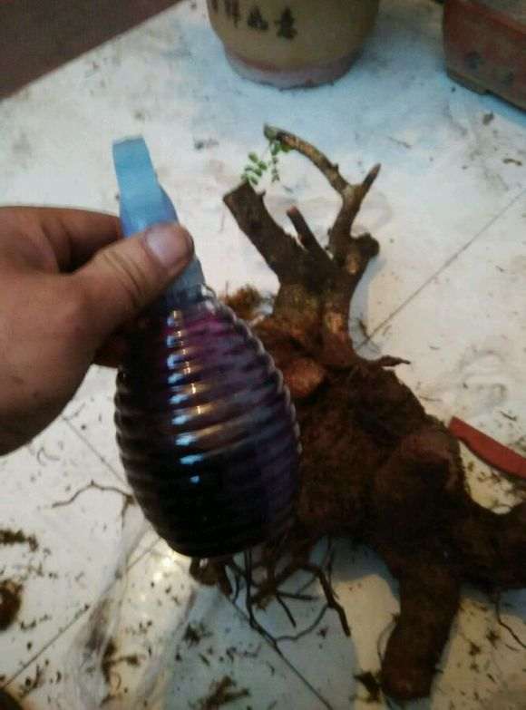 清香木下山桩从种上到发芽多少天 图片