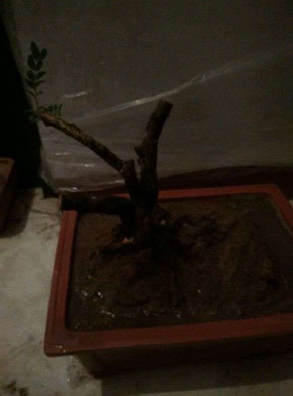 清香木下山桩从种上到发芽多少天 图片