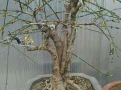 清香木下山桩从种上到发芽多少天 图片