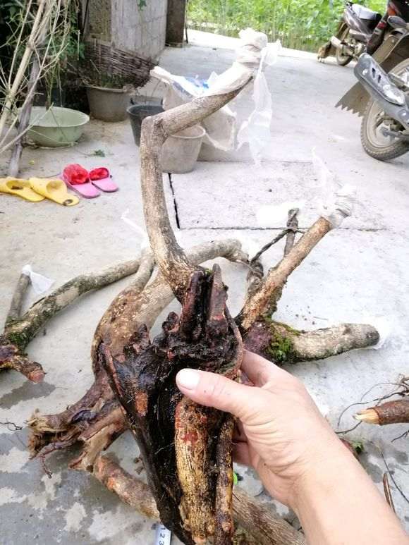 清香木下山桩一般多久可以发芽 图片 