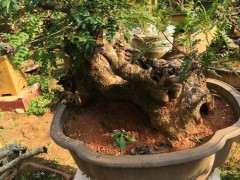 清香木下山桩一般多久可以发芽 图片