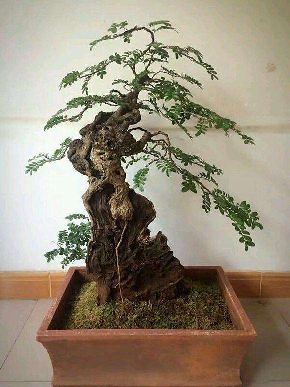 广西和云南的清香木下山桩  哪个好 图片